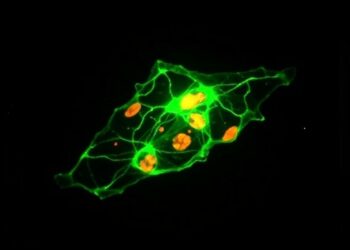 Btg2 Blocks Fmo1 UFMylation, Worsens Liver Injury — Medicine