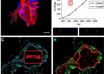CPT1B K321 Crotonylation Drives Heart Dysfunction in Shock — Cancer