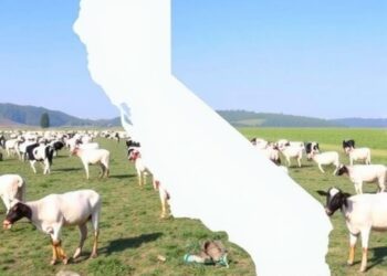 California Dairy Farms Identified as Potential Multiple Transmission Sources of H5N1 Virus — Agriculture
