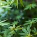 Cannabinoids Influence Ethnic Rates of Atrial Septal Defects — Medicine