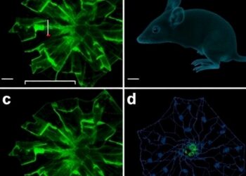 Caspase-4 Mice Show Cytoplasmic TDP-43, Aging Neuropathy — Medicine