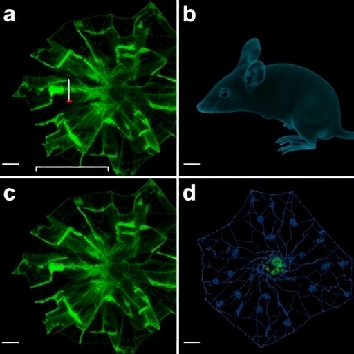 Caspase-4 Mice Show Cytoplasmic TDP-43, Aging Neuropathy — Medicine