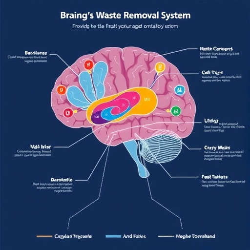 Charting the Brain’s Waste Removal System — Biology