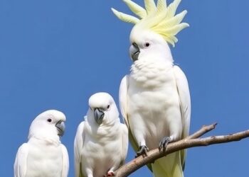 Cockatoos Mimic Peers to Sharpen Adaptation Skills, Study Finds — Biology