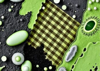Cross-Sectional SEM Maps Plant-Microbe-Soil Interfaces — Earth Science