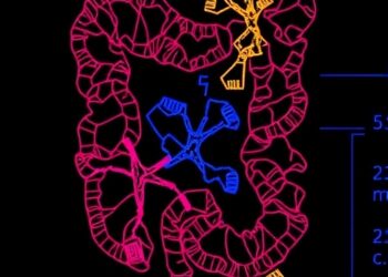 DKC1 Drives Colorectal Cancer via Sphingolipid Disruption — Medicine