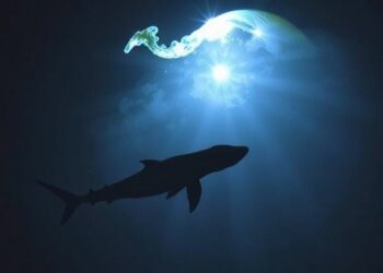 Darkness, Size Influenced End-Cretaceous Sea Extinctions — Medicine