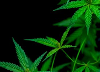 Edible Cannabis and Its Impact on Pain, Sleep, and Mental Health Management in Older Adults — Medicine