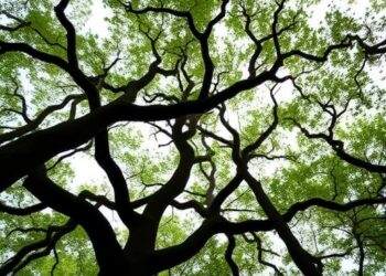 Elongated Canopy Gaps Enhance Natural Regeneration of Oak Forests, Study Finds — Athmospheric