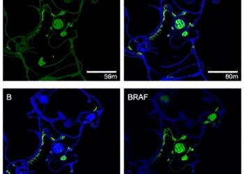 FGFR1, Not S6K1/2, Fuels BRAF Resistance — Medicine