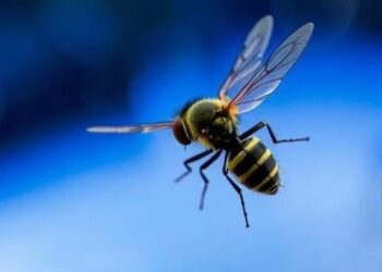Flies Adapt and Recover Under Intense Hypergravity Conditions — Space