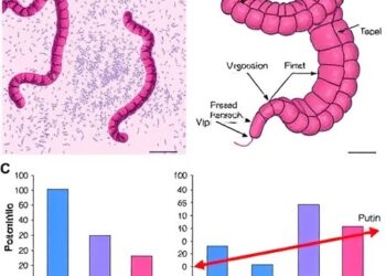GDF15 Drives Chemotherapy Resistance in Colorectal Cancer — Cancer