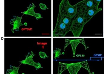 GPSM1 Limits CD73+CD103+ Tregs Driving Obesity Damage — Medicine