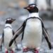 Gentoo Penguin Revealed as Four Distinct Species, Including One Newly Discovered—Three Face Threatened Status — Athmospheric