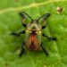 Gut Bacteria Shape Beetle Leaf-Laying Choices — Earth Science