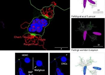 HDAC4 PROTAC Boosts Lung Cancer Ferroptosis, Sensitizes Radiation — Medicine