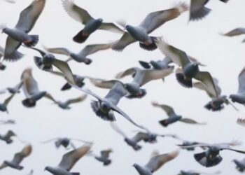 How Homing Pigeons Simplify Navigation While Flying Home in Flocks — Biology