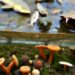 How River DNA Simultaneously Tracks Fish, Frogs, Fungi, and Human Feces — Biology