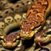 Invasive Pythons and Hurricanes Trigger Opposing Population Changes in Florida’s Native Rodents — Athmospheric
