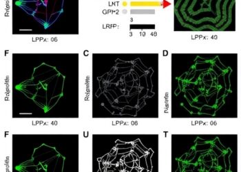 LRP2 Controls Ferroptosis via Wnt/GPX4 in CRC — Medicine
