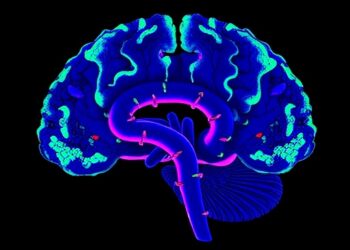 MIR1255A Controls Brain Development and Mental Health Genes — Psychology & Psychiatry