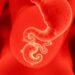 Mapping Human Embryo Genes Post-Gastrulation — Medicine