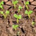 Microbial Networks Sustain Soil Stability in Dry Conditions — Earth Science