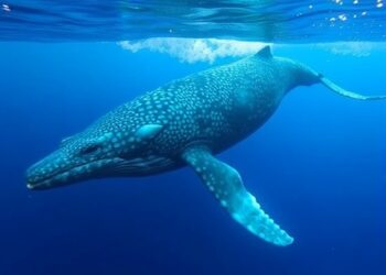 Microscopic Marine Life Aids Scientists in Estimating Whale Populations off California Coast — Marine