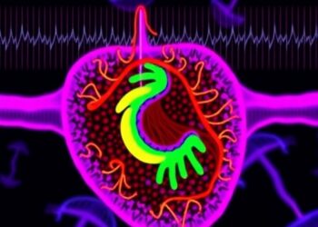 Modular High-Throughput Ion Channel Measurement in Cardiac Cells — Medicine