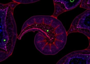 NCOA7 Suppresses Renal Cancer via Autophagy Boost — Medicine