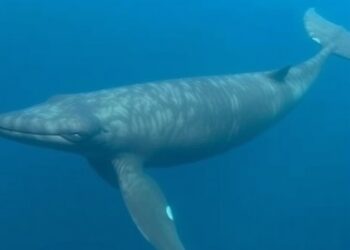 New Hormone Analysis of Baleen Reveals Life Story of Critically Endangered Rice’s Whale with Only 50 Adults Left — Marine
