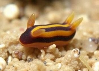New Tiny Sesame Sea Slug Species Discovered in Northern Taiwan Waters — Biology