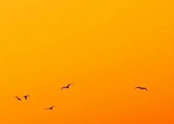 Obscured in a Vibrant Orange Haze: Breaking News in Science — Biology