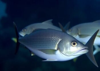 Observing Reproductive Behavior of Black Sea Bream: Patrolling Males and Waiting Females in the Wild — Agriculture