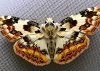 Oceanic Regime Shifts Reshape Subarctic Moth Communities: Species Split into Winners and Losers — Athmospheric