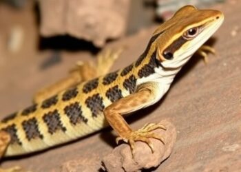 Ohio Wall Lizards Overcame Genetic Bottleneck Through Reproduction, Study Finds — Biology