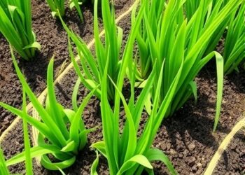 Pathogen lncRNA Hijacks Rice miRNA for Virulence — Medicine
