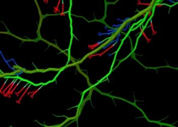 Phosphoproteomics Uncover EMT and Growth in Peutz-Jeghers — Technology and Engineering
