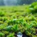 Precipitation Shifts Control of Ecosystem Nitrogen Retention — Earth Science