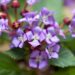 Purslane and Metformin Improve Diabetes-Linked Cognitive Decline — Medicine