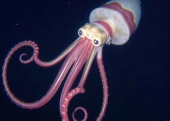 Rare and Elusive Giant Squid Spotted Off the Coast of Western Australia — Marine
