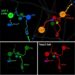 Reprogramming Metabolism by Targeting UCP2 Halts Leukemia Progression — Cancer