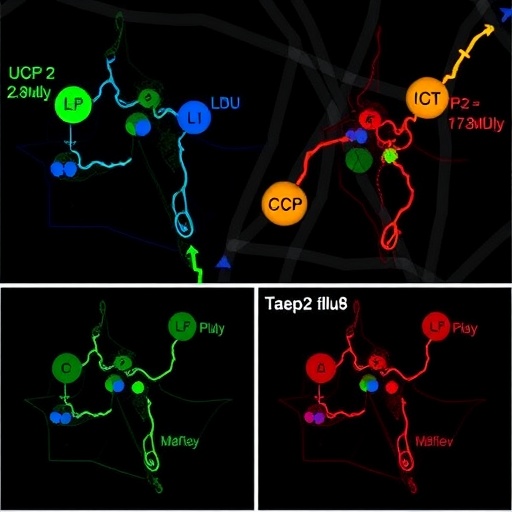 Reprogramming Metabolism by Targeting UCP2 Halts Leukemia Progression — Cancer