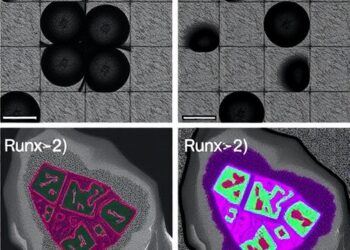 Runx1 and Runx2 Jointly Suppress Mammary Tumors — Cancer