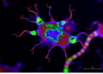 SLC38A4 Boosts Kupffer Cells, Halts Liver Tumors — Cancer