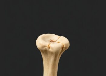 Scientists Identify Microbiomes Responsible for Archaeological Bone Degradation — Social Science