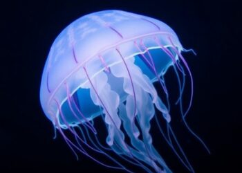 Scientists Uncover New Venomous Box Jellyfish Species in Singapore — Marine