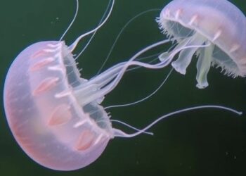 Stealthy Spread: The Widespread Rise of Freshwater Jellyfish Across Europe — Social Science