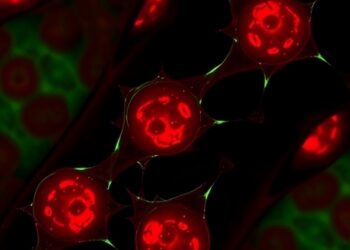 Stem Cell Vesicles Deliver miR-125a-5p to Heal Sepsis Kidney Injury — Medicine