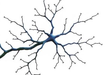 Stochastic Growth and Ligand Signaling Shape Dendrites — Medicine